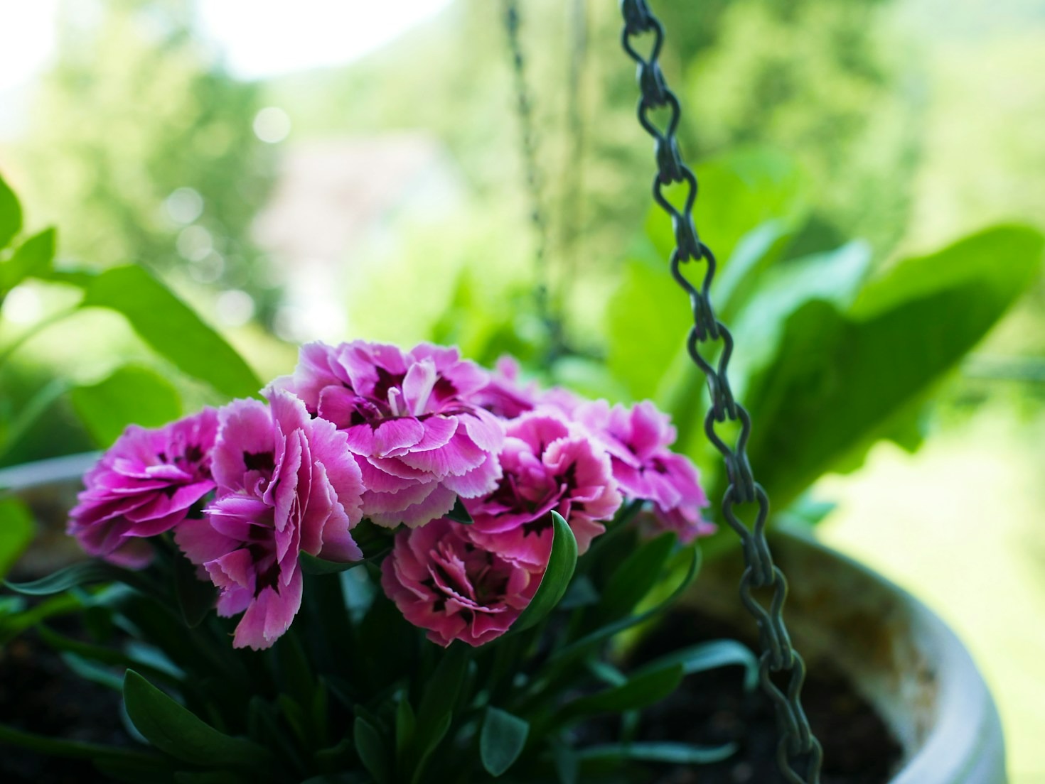 The Best Low-Maintenance Plants for Busy People