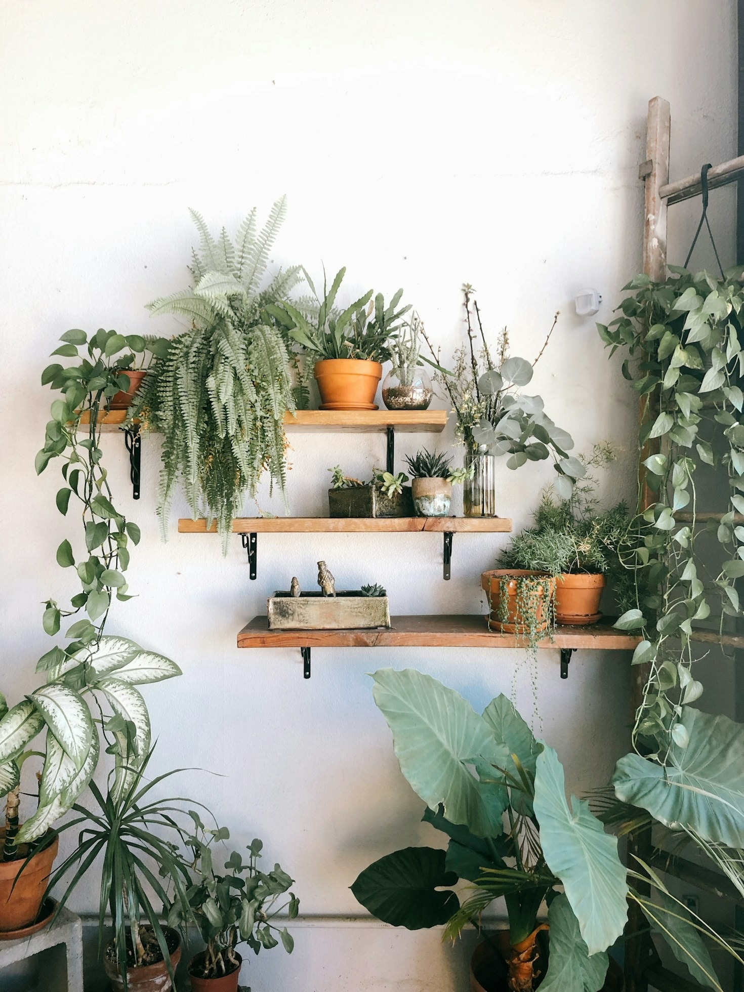 Top Tips for Keeping Your Balcony Plants Thriving